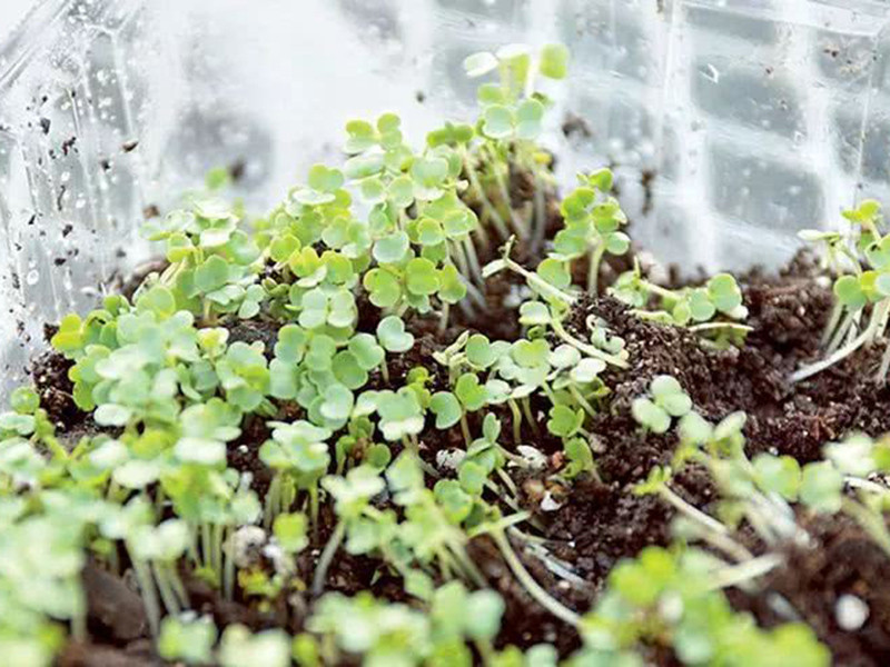 便攜式植物營養(yǎng)測定儀有什么用