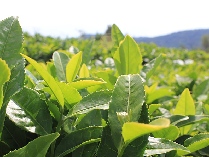 哪款設(shè)備可以精準(zhǔn)檢測(cè)植物冠層？