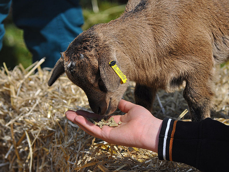 黃曲霉毒素定量檢測(cè)儀保障飼料安全