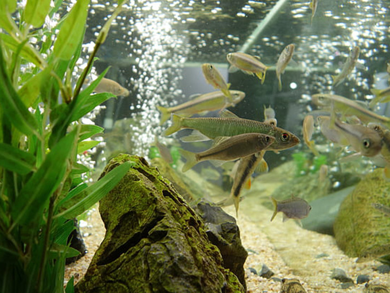 養(yǎng)魚水質(zhì)不好怎么辦？