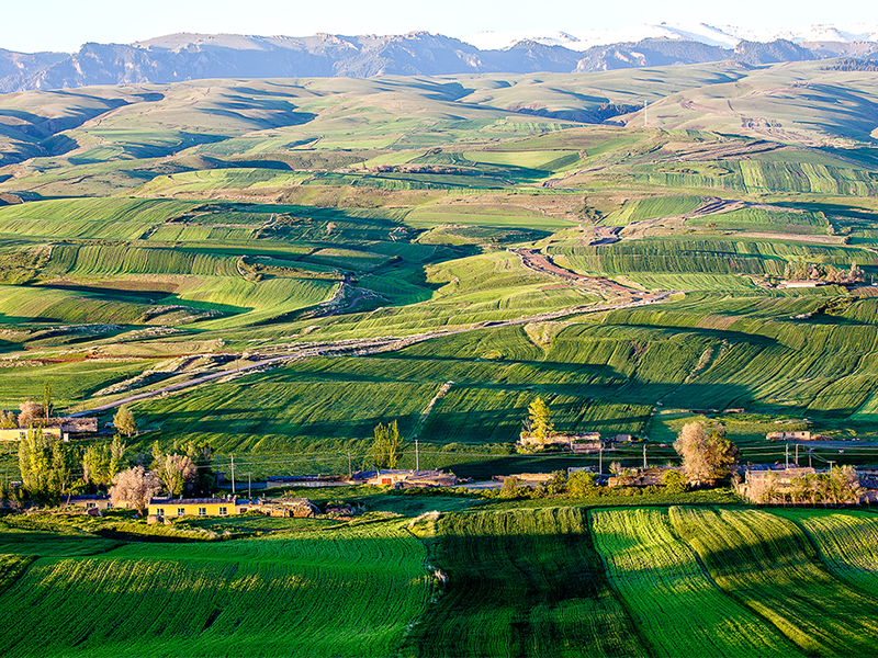 土壤有機(jī)質(zhì)