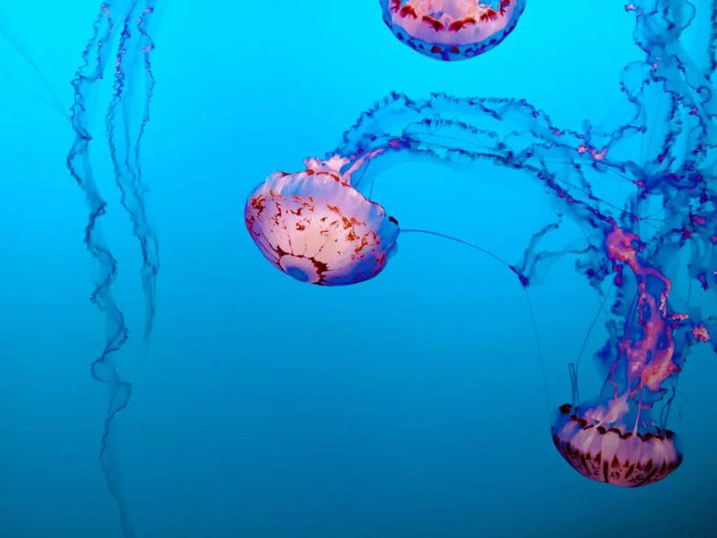 手持總磷檢測(cè)儀常見(jiàn)問(wèn)題及解決方法