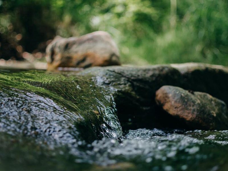 葉綠素對水質(zhì)有什么影響