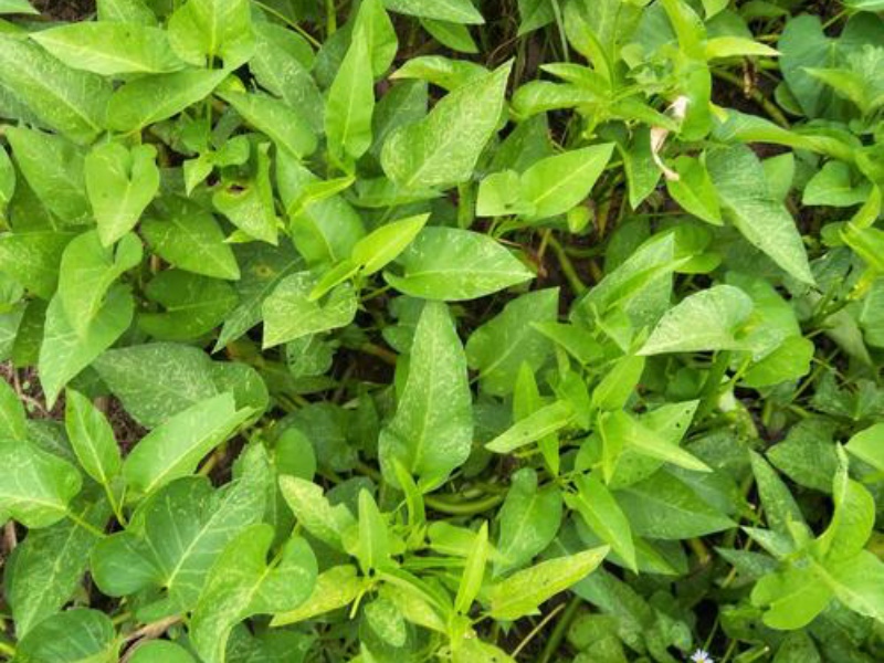 淺析四種葉綠素測定方法