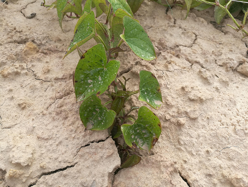 土壤水分測(cè)量?jī)x