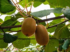 獼猴桃生長期間，補(bǔ)鈣是關(guān)鍵