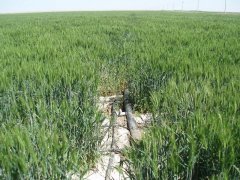 土壤鹽分速測儀，預(yù)防鹽堿地