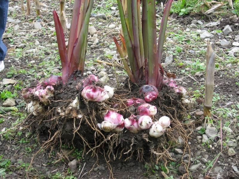 植物根系分析儀，用于根系形態(tài)和構(gòu)造研究